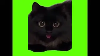 green screen cute black cat sticking out tongue