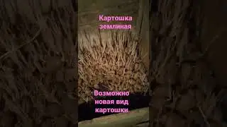 подземная картошка 