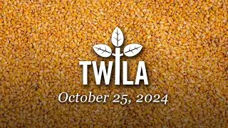 TWILA—October 25, 2024