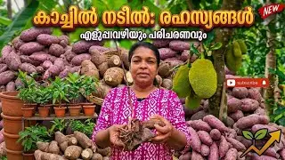 കാച്ചിൽ മികച്ച വിളവ് ലഭിക്കാൻ✅️| yam malayalam