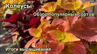 Coleus. Review of popular varieties | Growing results 2023