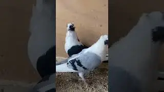 حمام سطنبولي