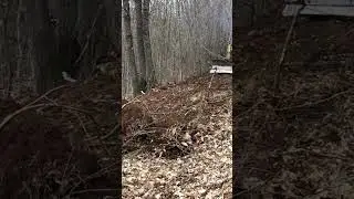 Bulldozer cleaning land