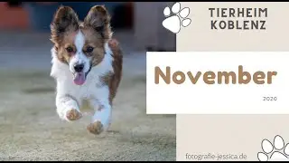 Tierheim Koblenz Rumis November 2020
