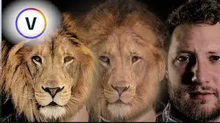 Tips for Warp Flow Morphs In VEGAS Pro 19
