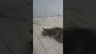 бездомный кот