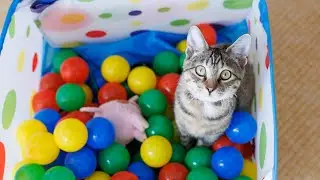 Cat Bothers Picking Up Ball Toys