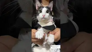 Les gustó michiamigos? #viral #gatos #michi #shortvideos #cat #michis #shorts #parati #cats #pets