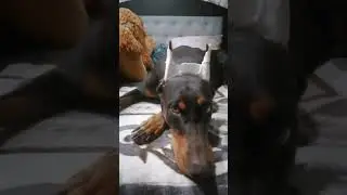 Настроение хочется спать 🤣