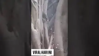 Viral!! Keanehan akar pohon bisa nyala api