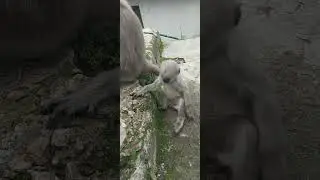 Baby Hanuman Langur