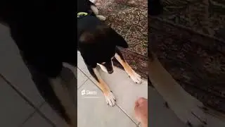 Shiba is so well behaved!