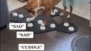 Dog Communicates with Human by Talking Buttons PT2