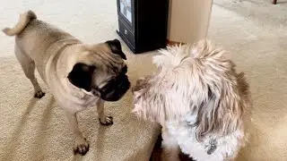 Pug & Labradoodle Play Day | VLOG