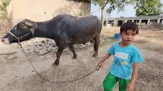 Daily village routines | Buffalo care | Chacha Bhatija
