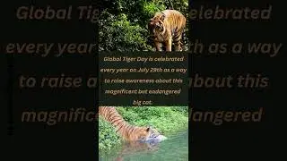 International Tiger Day #globaltigerday
