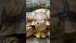 Big Turtle  🐢