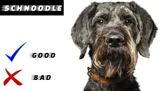 Schnoodle Pros And Cons | Everything you need to know.