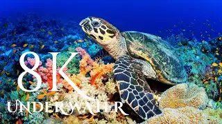 8K Underwater footage +| Nature Relaxation™ Rare & Colorful Sea  8k video,4k video,8k,dolby vision,