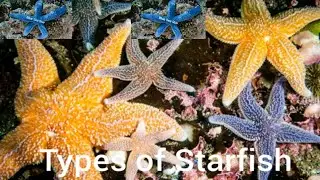 Different Types of Starfish || Types of Sea Star || Starfish |@OmaimaStoryPlanet