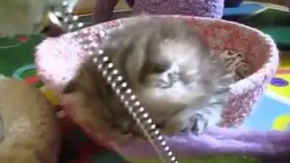 Забавный котёнок в лукошке
