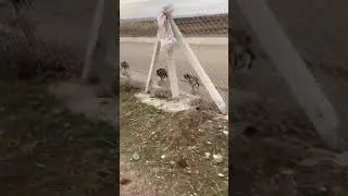 NEFES KESEN KANGAL DOMUZ KOVALAMACASI