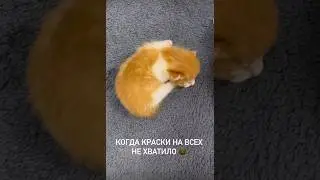 Котики 🐈 ШОК ! Краски не хватило!!!😱😱😱 #cat #funny #pets #cat #кот #мем #юмор #catvideos #cute