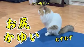 【スクーティング】愛猫が最近床にお尻を擦りつけるようになったので動物病院に連れて行きました【タイに住んでいる猫】