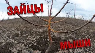 Зайцы и мыши напали на сад!!! Начало колхозного сезона