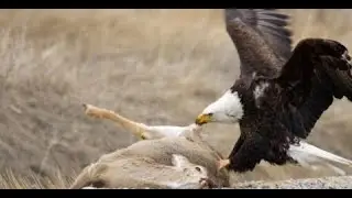 American Bald Eagle - Flying, Hunting, Eating [Nature/Wildlife Documentary]