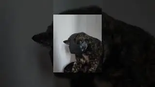 Котики супер герои