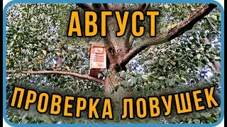 CHECKING BEE TRAPS IN AUGUST | Swarm catching | Beekeeping