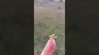 yellow ladybug🐞