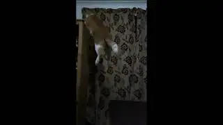 Tom Jumping. 1 Meter up, 60cm across, make it every time.