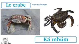 Les animaux en langue yemba part3: les animaux aquatiques
