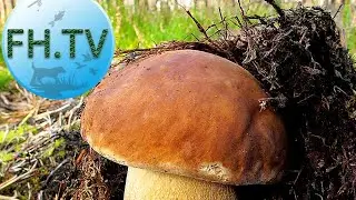 Собираю белые грибы, нашёл около 40 шт,но все не большие.
