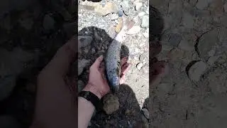 #форелеваярыбалка #fishing #troutfishing #рыбалка #trout