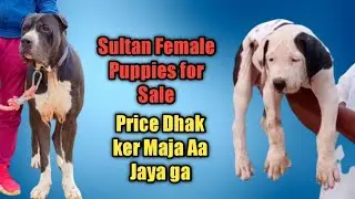Pakistani Bully puppies for Sale|Sultan Puppies on Floor|quality Lover Watch Full Video