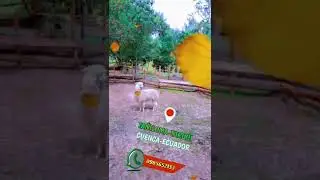 YURAK ALLPA ZOOLÓGICO