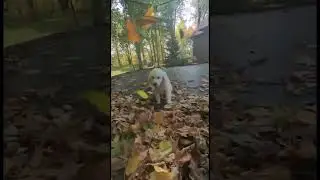 English Cream Golden Retriever Puppy Playing in the Fall
