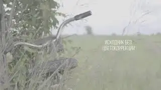 Просто шоты с Цвето-кором