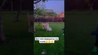 Танцевальные повороты на попе! 