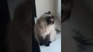 Меховая охрана