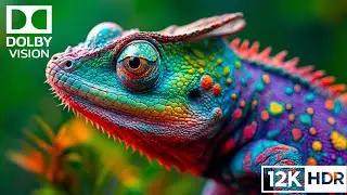 Pure Wildlife Sounds in 12K | Wild Animals in Their Natural World