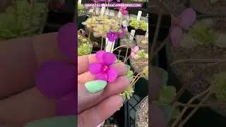 Pinguicula x “Super ehlersiae”