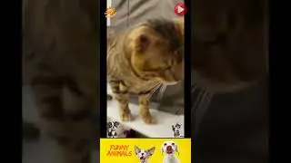 приколы с животными , смешные моменты , коты и собаки  , смех до слез #cat #dogs #animals