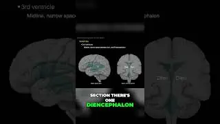 Exploring the Third Ventricle #shorts  #science #anatomy #doctor