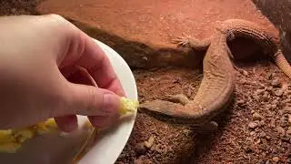 Кольцехвостый варан кушает с рук (Varan acanthurus)