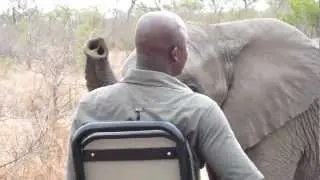 Life Mhlaba, Tracker Singita Sabi Sand gets up close with a curious Elephant