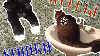 Домашние любимцы